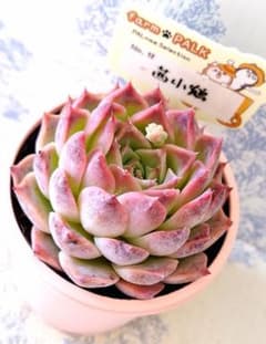 茜小鶴 札付きポットごとメルカリ便ファームパルクさん苗 - メルカリ