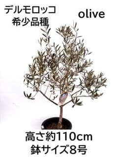 オリーブの木 デルモロッコ 8号 約110cm K-325 希少品種 現品掲載