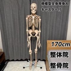 骨模型 全身 等身大 キャスター付 整体院 整骨院 - メルカリ