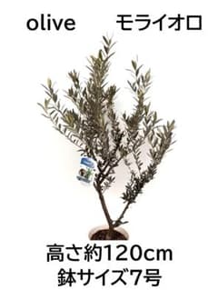 オリーブの木 モライオロ 7号 約120cm K-315 現品掲載 - メルカリ