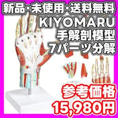 新品・未使用】KIYOMARU 手解剖模型 7パーツ分解 人体模型 手関節
