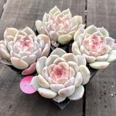 NEW❗️031多肉植物 アイスソール 抜き苗 寄せ植え 4苗セット