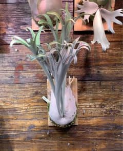 ビカクシダ P.veitchii wild 3rd limited - メルカリ