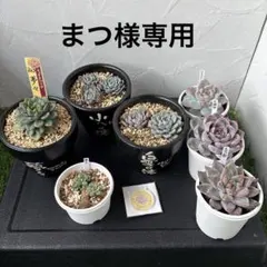 2026年最新】鶴仙園 鉢の人気アイテム - メルカリ