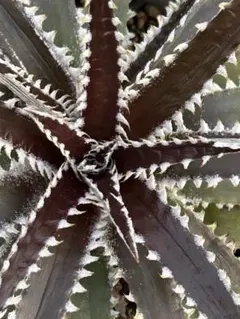 2026年最新】Dyckia ディッキアの人気アイテム - メルカリ