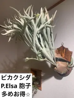2026年最新】ビカク エルサの人気アイテム - メルカリ
