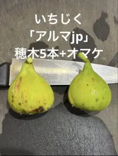 2026年最新】いちじく穂木の人気アイテム - メルカリ