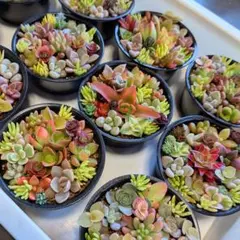 2026年最新】多肉寄せ植えそのまま飾れるの人気アイテム - メルカリ