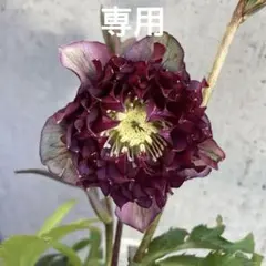 クリスマスローズ 開花株 4.5寸 広瀬園芸 MIYABI様専用です。 - メルカリ