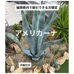 2026年最新】アガベ アメリカーナ 黄の人気アイテム - メルカリ