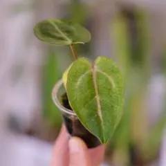 2026年最新】anthurium carlablackiaeの人気アイテム - メルカリ