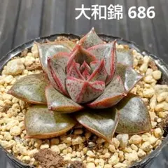 2026年最新】多肉大和錦の人気アイテム - メルカリ