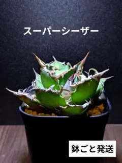 2026年最新】スーパーチタノタの人気アイテム - メルカリ