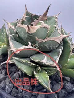 2026年最新】AGAVE 清櫻の人気アイテム - メルカリ