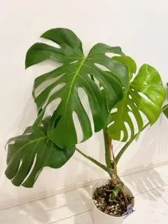 2026年最新】観葉植物 モンステラの人気アイテム - メルカリ
