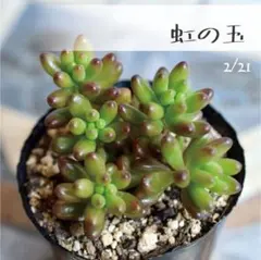 2026年最新】虹の玉の人気アイテム - メルカリ