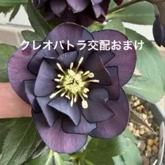 2026年最新】広瀬園芸の人気アイテム - メルカリ