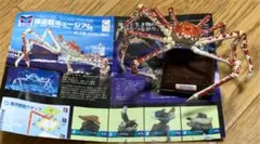 2026年最新】海遊館 タカアシガニの人気アイテム - メルカリ
