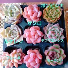 2026年最新】ルナレン多肉植物の人気アイテム - メルカリ