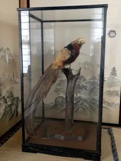 2026年最新】錦鶏鳥の人気アイテム - メルカリ