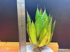 2026年最新】アガベ ホリダ 大株の人気アイテム - メルカリ