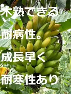 2026年最新】ゴールデンブラジルバナナの人気アイテム - メルカリ