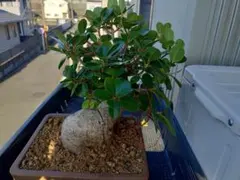 2026年最新】観葉植物 パンダガジュマルの人気アイテム - メルカリ