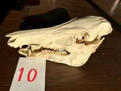 2026年最新】猪の頭蓋骨の人気アイテム - メルカリ