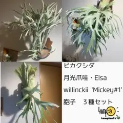 2026年最新】elsa ビカクシダの人気アイテム - メルカリ