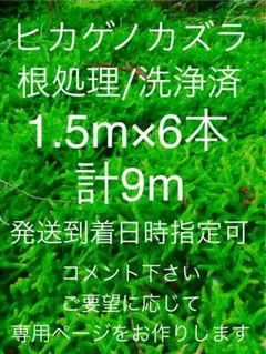 2026年最新】ヒカゲノカズラ苗の人気アイテム - メルカリ