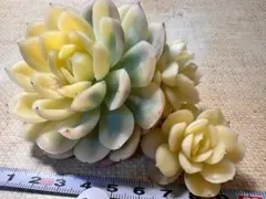 2026年最新】多肉植物錦の人気アイテム - メルカリ