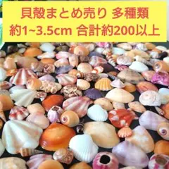 2026年最新】貝殻 まとめ売りの人気アイテム - メルカリ