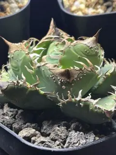 2026年最新】agave dennisの人気アイテム - メルカリ