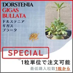 2026年最新】ブラータ ギガスの人気アイテム - メルカリ