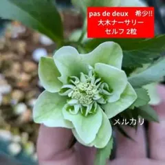 2026年最新】クリスマスローズ原種小輪の人気アイテム - メルカリ