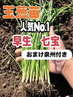 2026年最新】玉ねぎ苗 晩生の人気アイテム - メルカリ