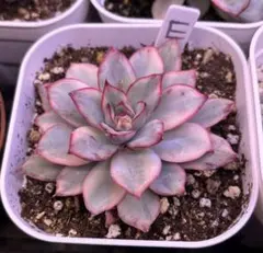 2026年最新】多肉植物 錦の人気アイテム - メルカリ