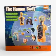 2026年最新】心臓模型の人気アイテム - メルカリ