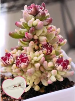 2026年最新】多肉植物錦の人気アイテム - メルカリ