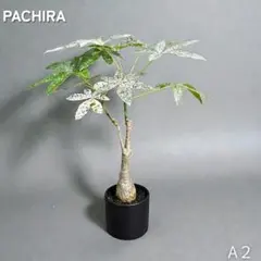 2026年最新】パキラ ミルキーウェイ 接木の人気アイテム - メルカリ