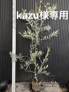 2026年最新】オリーブカラマタの人気アイテム - メルカリ