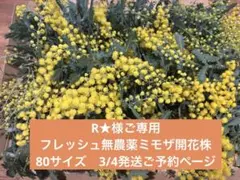 2026年最新】ミモザ枝の人気アイテム - メルカリ