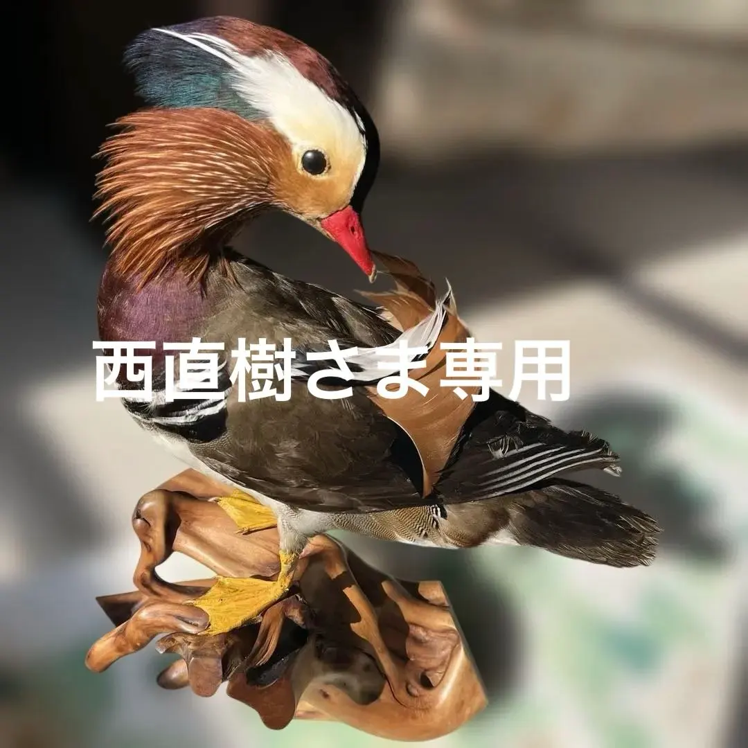 2026年最新】剥製 オシドリの人気アイテム - メルカリ
