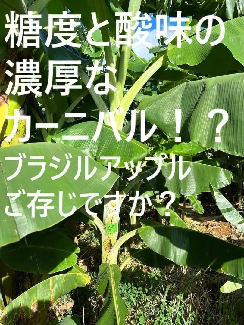 2026年最新】ドワーフ ナムワの人気アイテム - メルカリ