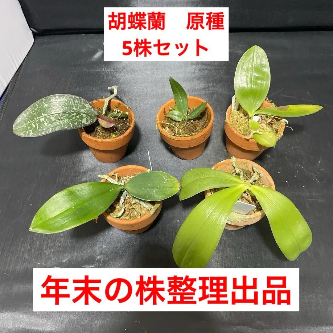 2026年最新】テトラスピスの人気アイテム - メルカリ