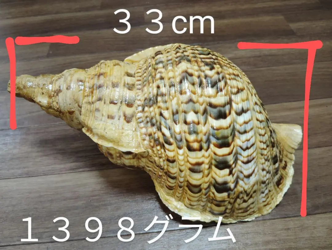 ホラ貝 33cm 即決の方のみ値下げ可