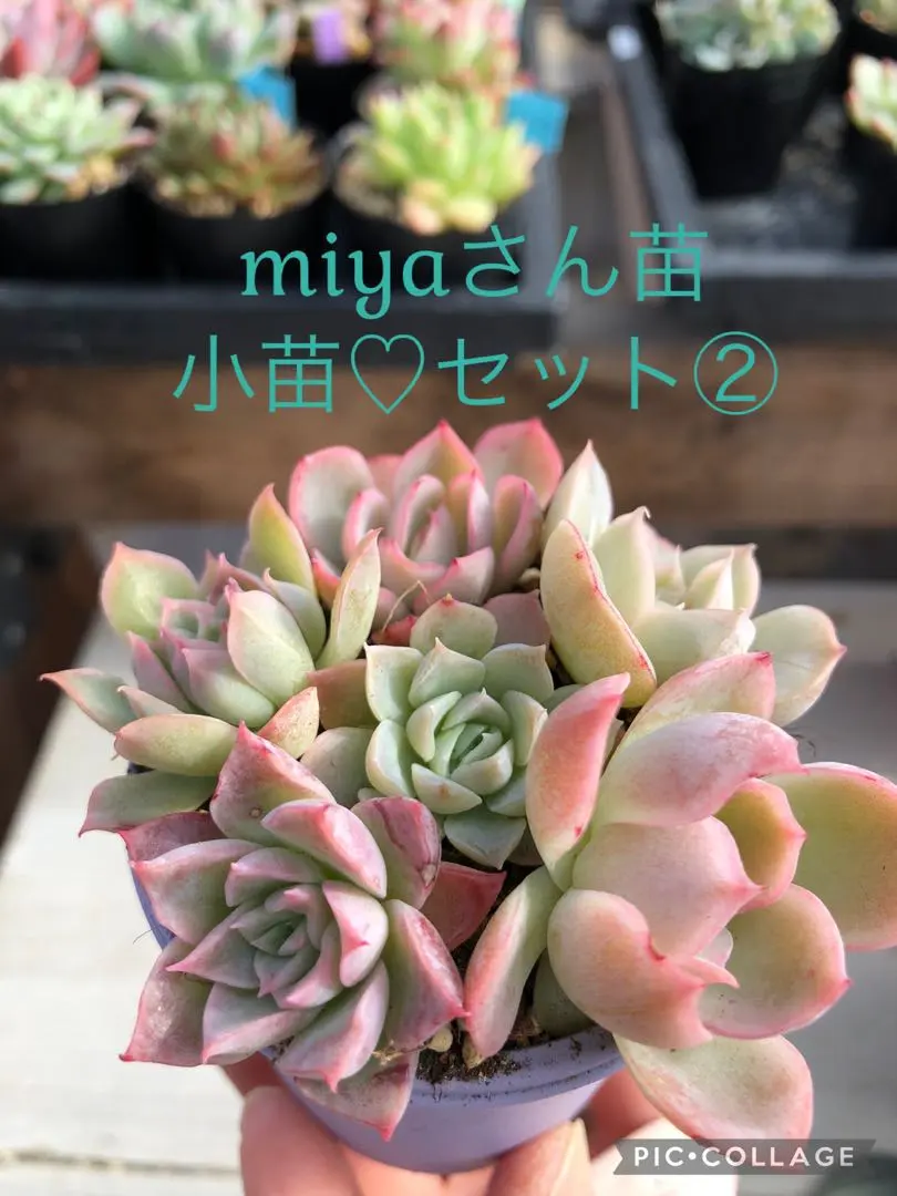 2026年最新】miyaさん苗 ひなのの人気アイテム - メルカリ