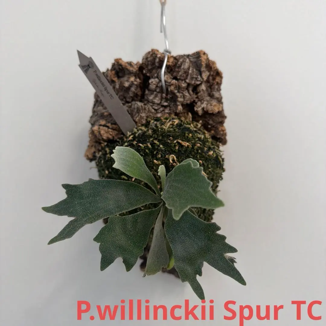 2026年最新】willinckii spurの人気アイテム - メルカリ