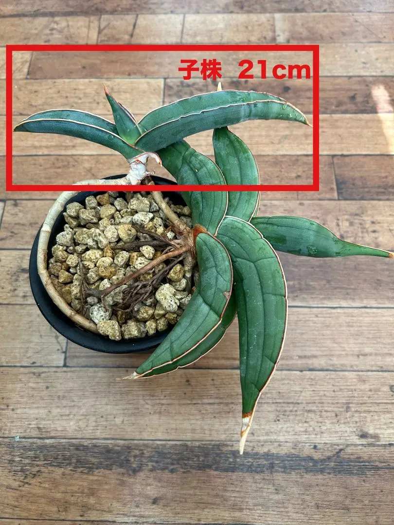 2026年最新】サンセベリア バナナの人気アイテム - メルカリ