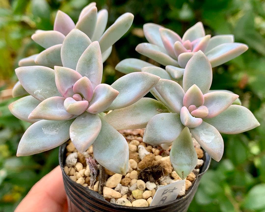 桜月 多肉植物 6cmポット 抜き苗 - メルカリ